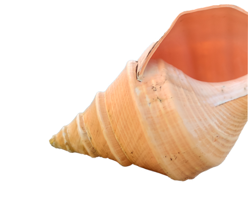 Conch Shell